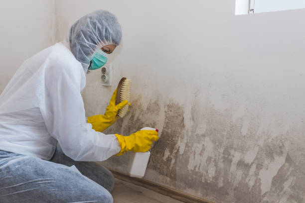 Best Attic Mold Removal  in Shamrock, TX