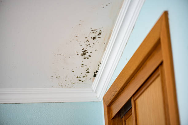 Mold Testing and Removal in Shamrock, TX