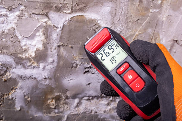Best Best Mold Removal Companies  in Shamrock, TX
