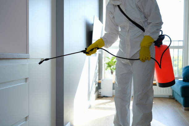 Reliable Shamrock, TX Mold Removal Solutions