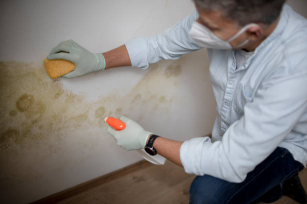 Best Mold Cleaning Services  in Shamrock, TX