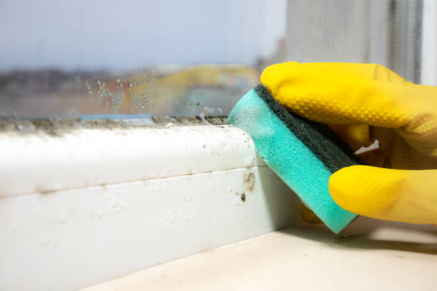 Best Mold Removal Near Me  in Shamrock, TX