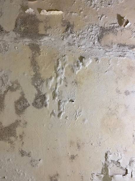 Attic Mold Removal in Shamrock, TX