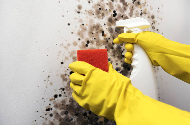 Best Home Mold Removal  in Shamrock, TX