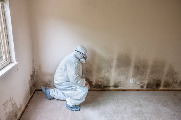 Attic Mold Removal in Shamrock, TX