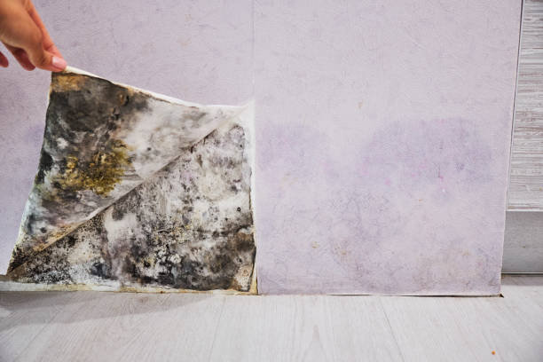 Best Attic Mold Removal  in Shamrock, TX